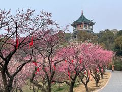 -无锡梅园公园