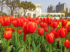 -大宁郁金香公园-停车场