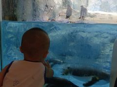 -帝企鹅自助餐厅•儿童岛•真企鹅(长隆企鹅酒店)