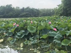 -艾溪湖湿地公园