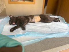 -爱侣宠医·鹦鹉专科·小型哺乳类·异宠专科(灵石路店)