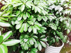 -金科花卉市场