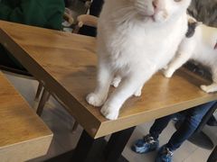 -平行世界·猫咖(首经贸店)