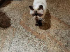 -more than meow吴止猫主题餐厅(承德 中船汇店)