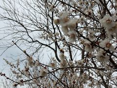 -香雪海