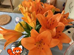 -循礼门鲜花花市(武汉循礼门店)