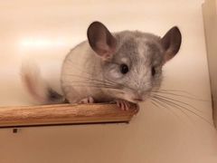 -龙猫仔乐园(惠福东路店)