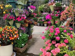 -自由生长植物工作室(深港花卉中心店)