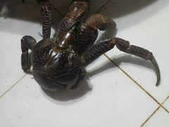 -海盗餐厅