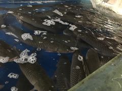 大堂-豪华脆肉鲩