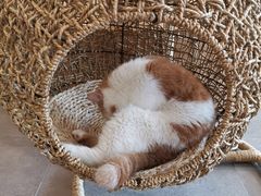 -飞行喵MR PILOT|猫舍·猫咖(静安大融城店)