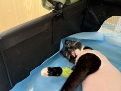 -瑞派·关忠动物医院·猫专科·犬专科(三环新城店)