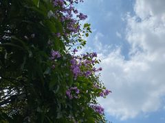 -小洲村