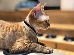 -啵啵喵·猫咖(攀华国际店)