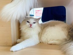 -瞄一喵猫咖(格力海岸店)