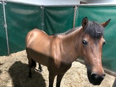 -李振强马术运动推广中心(南城店)