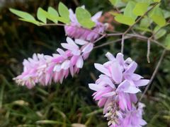 -墨尔本皇家植物园