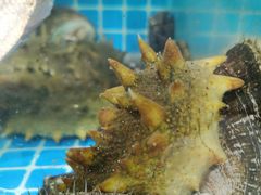 -宾朋海鲜特色美食餐厅·纯手工鲅鱼水饺(兴海路店)