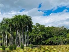 -中国科学院西双版纳热带植物园