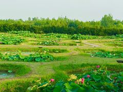 -池杉湖湿地公园