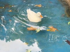 -常州淹城野生动物世界