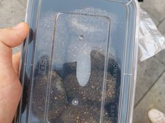 -叶氏麻糍(鼓浪屿店)