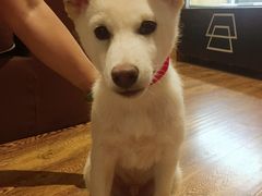 -柴务处·柴犬主题狗咖