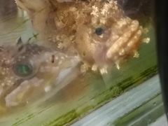 -吕氏疙瘩汤·新派鲁菜(东城万达广场店)