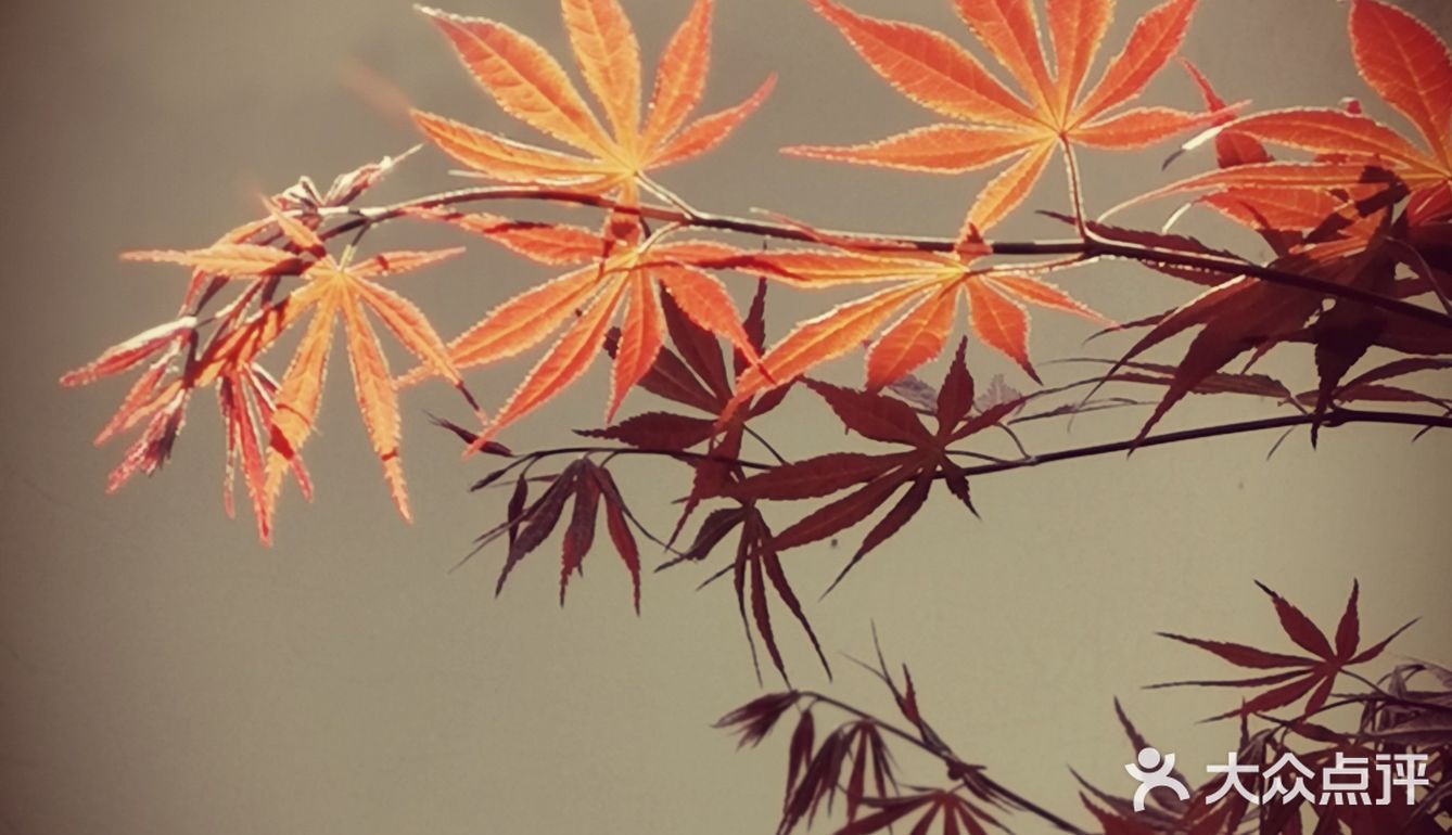 徐家汇光启公园