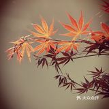 徐家汇光启公园