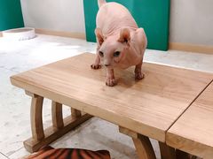 -飞行喵MR PILOT|猫舍·猫咖(静安大融城店)