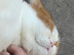 -飞行喵MR PILOT|猫舍·猫咖(静安大融城店)