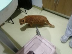 -艾贝尔宠物医院·24H转诊中心·肿瘤猫专科(江宁双龙店)