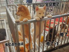 -中环花鸟鱼虫市场