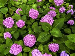 -上海滨江森林公园