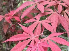 -广州白江湖森林公园