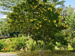 -东莞植物园