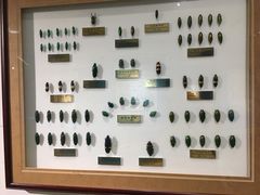 -上海昆虫博物馆