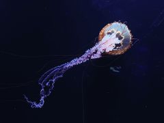 -欢乐海岸海洋奇梦馆
