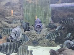 -上海海洋水族馆