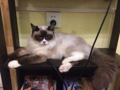 -猫色咖啡·猫咖