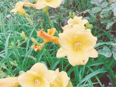 -田园东方蜜桃村的田野营地