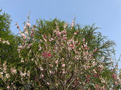-同里国家湿地公园