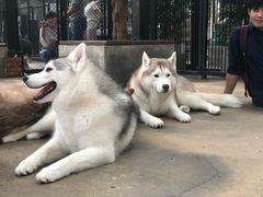 -TrueLove @ Neverland (Husky Cafe)
