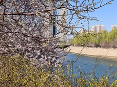 -桃花堤公园