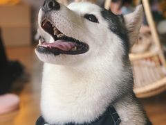 -Husky Go! 哈士奇体验馆·宠物咖啡厅狗咖