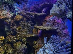 -上海海洋水族馆