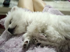 -喜多萌中农锦绣动物医院24H·猫科·牙科MRI·CT