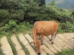 -大姆山草场