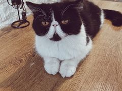 -平行世界·猫咖(首经贸店)